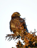 Rough Legged Hawk Dark MNorph at Dawn.jpg