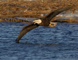 _JFF6876 Eagle Skimming Water~ Newburyport