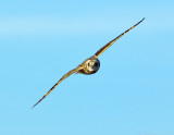 _JAF9815 Short Eared Owl Flight.jpg