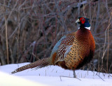 _JFF9967 Pheasantt Brush Back Look L.jpg