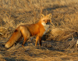 _JF00220 Fox  in Newburyport Salt Marsh.pg