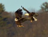 Eagle Fight in  Late Winter ~ Newburyport