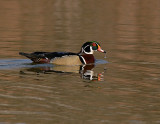 Male-Wood-Duck.jpg