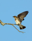 _JF01853 Rough Wing Swallow Wing Stretch.jpg