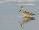 _JFF1794 Marbled Godwit.jpg