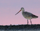 _JFF1813 Marbled Godwit.jpg