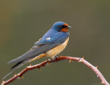 _NAW0625 Barn Swallow Look R.jpg