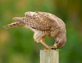 Red Shouldered Hawk.jpg