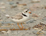 NAW3941 Piping Plover With Eggs