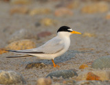 _NAW4085 Least Tern