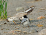 _NAW4323 Piping Plover ~ Least Tern Confrontation