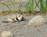 NAW4331 Piping Plover Nest Diversion Display