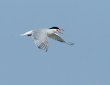 _NAW3802 Common Tern in Flight ~ Wings Down.jpg