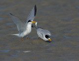 _NAW4729 Least Terns Mating ~ The Offering