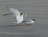 _NAW4740 Least Terns Mating ~ The Approach