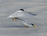 _NAW4749 Least Terns Mating ~ The Mount