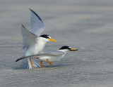_NAW4772 Least Terns Mating ~ The Act of Breeding