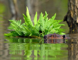 _NAW6560 Beaver With Ferns copy.jpg