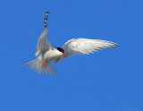 _JFF3258 Common Tern Hovering.jpg