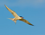 _JFF3410 Common Tern Fly R.jpg