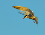 _JFF3480 Tern Hovering Sunset.jpg