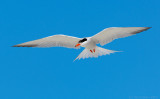 _JFF3744 Common Tern Flight 6-16 AM.jpg