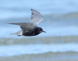 _JFF7699 Black Tern Flight Along Surf.jpg
