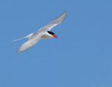 _JFF8160 Artic Tern Fly Right.jpg