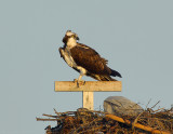 _JFF8508 Osprey Female on Nest.jpg