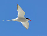 plymouth_long_beach_arctic_terns