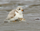 JFF7339 Piping Plover Parent with Chick