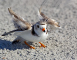 JFF7516 Piping Plover Diversion Display