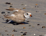 JFF8087 Piping Plover Diversion Display