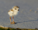 JFF8415. Piping Plover Chick