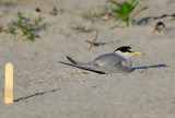 _JFF5452 Least Tern on Nest Near Marker.jpg
