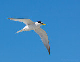 _JFF7611 Least Tern in Flight .jpg