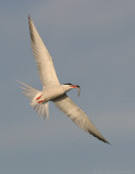 _JFF2005 Common Tern Flight With Prey.jpg