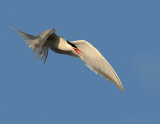 _JFF2026 Common Tern in Flight.jpg