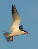 _JFF2075 Common Tern Flight Wings Up.jpg