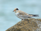 _JFF2393 Common Tern Chick on Rock.jpg