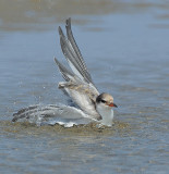 _JFF2460 Common Tern Chick Bathing.jpg