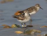 semipalmated_sandpiper_with_leg_bands