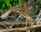 _JFF1478 Green Heron Beaver Hut.jpg