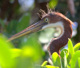 Imm tricolor heron