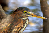 Imm green heron posing