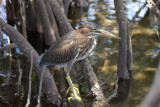 Imm green heron