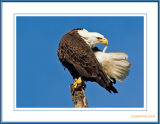 2585 - Bald Eagle