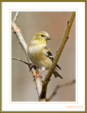 3504 - Goldfinch