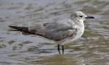 Laughing Gull, 1st cycle