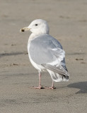 Glaucous-winged Gull, 3rd cycle (1 of 2)